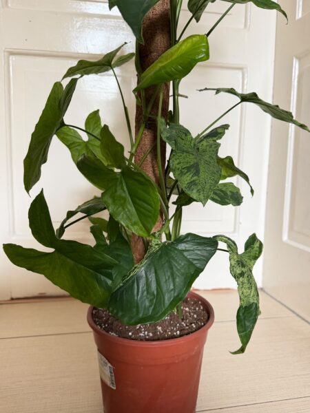 Syngonium Mottled Mojito