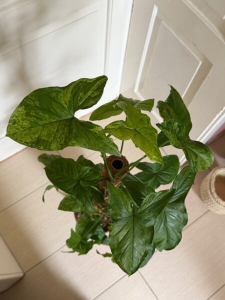 Syngonium Mottled Mojito