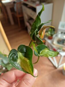 PHILODENDRON CREAM SPLASH