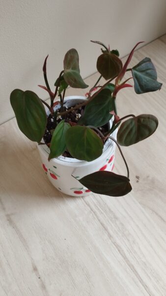 Philodendron Micans