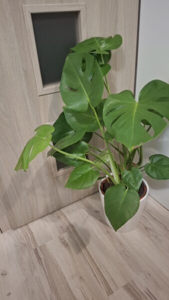 Monstera