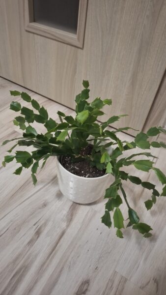 Kaktus