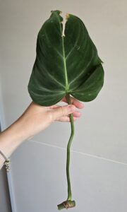 Philodendron gloriosum regular form