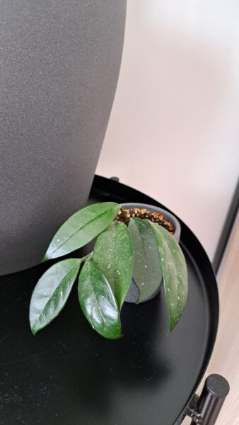 Hoya carnosa