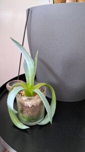 Agave