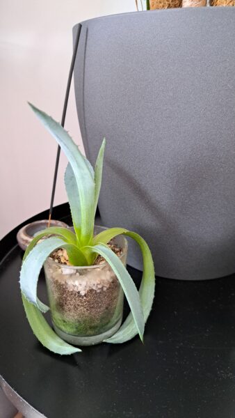 Agave