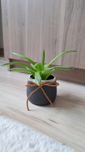 Aloe 'D Tiga'