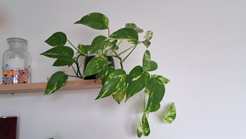 Potosovec zlatý (Epipremnum aureum)