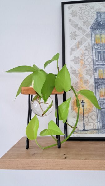 Potosovec zlatý (odroda Epipremnum aureum 'Neon')