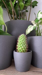 Mammillaria kaktus