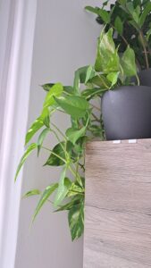 Epipremnum aureum / „divý Jano“