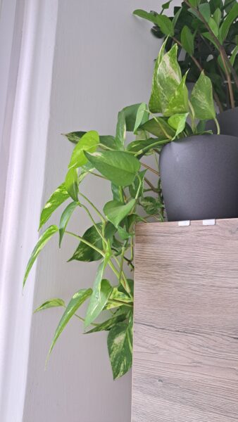 Epipremnum aureum / „divý Jano“