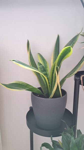 Svokrin jazyk (Sansevieria trifasciata)
