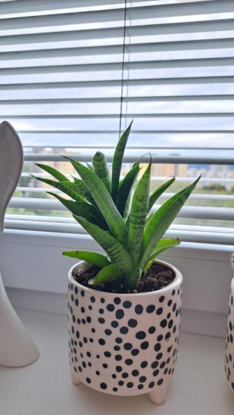 Sansevieria / svokrin jazyk