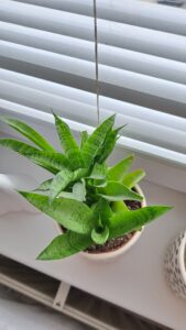 Sansevieria / svokrin jazyk