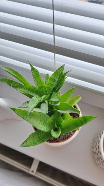 Sansevieria / svokrin jazyk