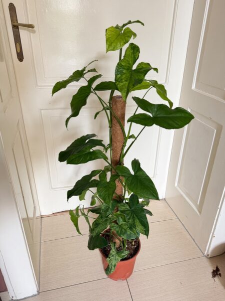 Syngonium Mottled Mojito