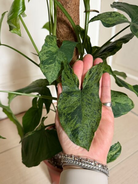 Syngonium Mottled Mojito