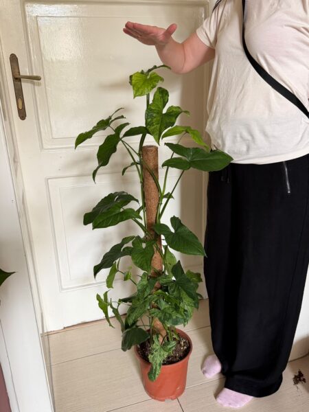 Syngonium Mottled Mojito