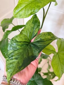 Syngonium Mottled Mojito