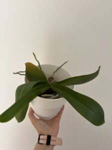 Orchidey