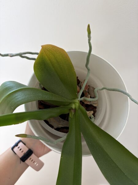 Orchidey