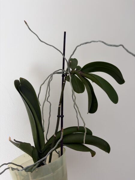 Orchidey