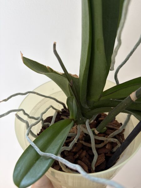 Orchidey