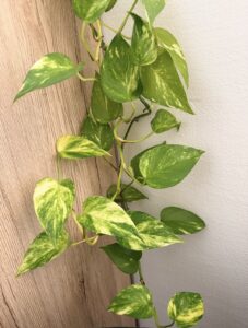 Epipremnum aureum - potosovec zlatý