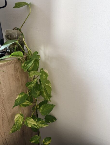 Epipremnum aureum - potosovec zlatý