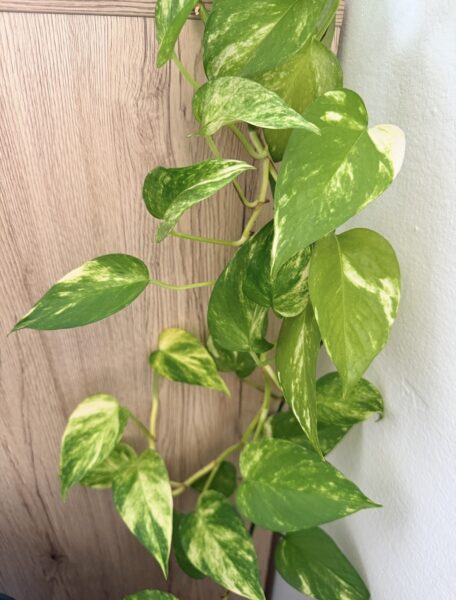 Epipremnum aureum - potosovec zlatý