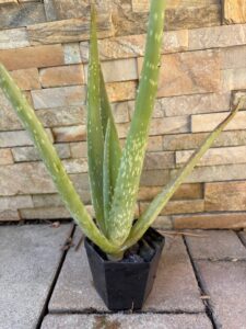 Aloe vera
