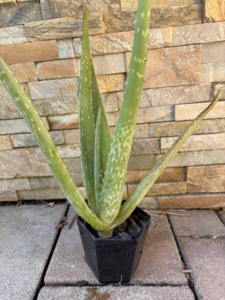 Aloe vera