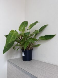 Philodendron Painted Lady