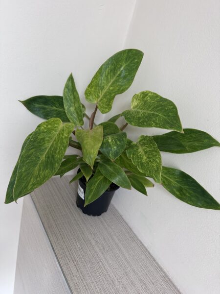 Philodendron Painted Lady