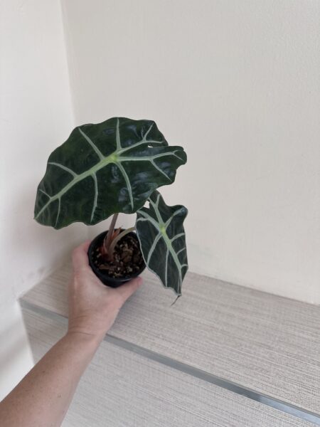 Alocasia Polly