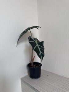 Alocasia Polly