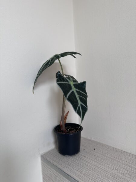 Alocasia Polly