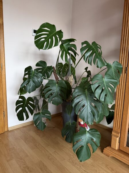 Monstera deliciosa