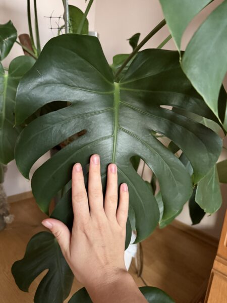 Monstera deliciosa