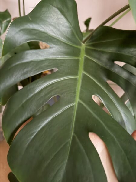 Monstera deliciosa