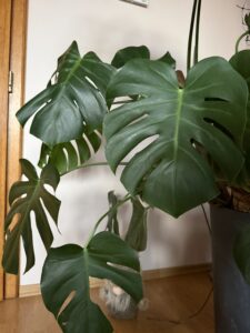 Monstera deliciosa