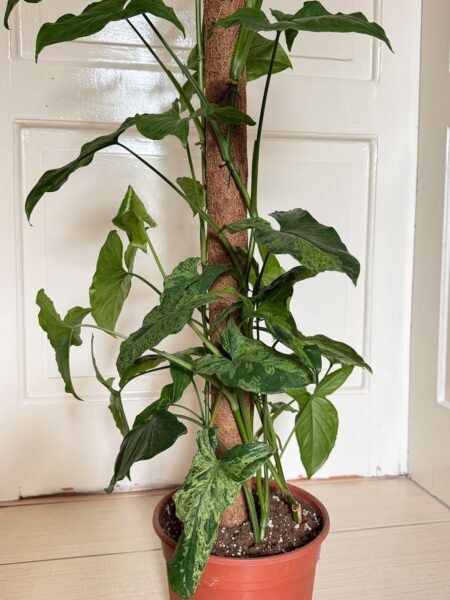 Syngonium Mottled Mojito